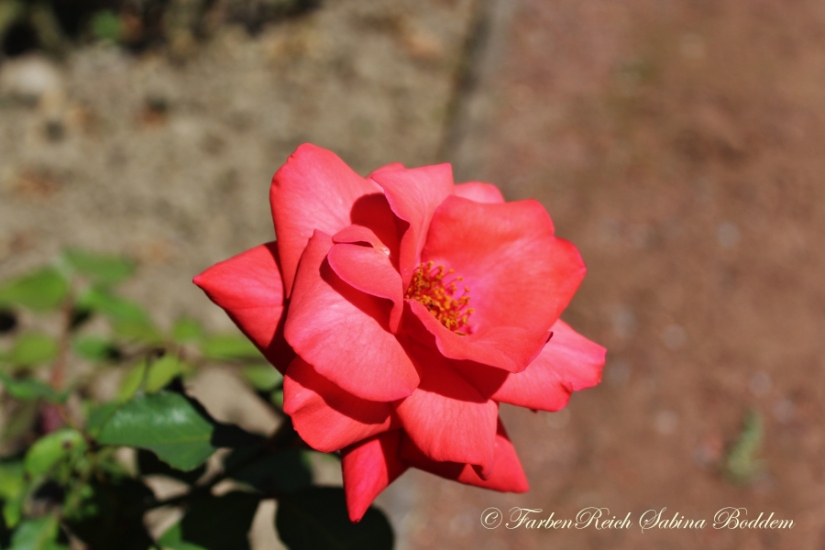 Blumen in der Schrebergartenanlage in Ratingen - Rose